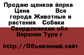 Продаю щенков йорка › Цена ­ 10 000 - Все города Животные и растения » Собаки   . Свердловская обл.,Верхняя Тура г.